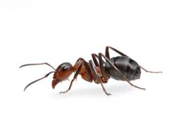 Minnesota Ant Exterminator | Organic Pest Control MN | Ant Killer