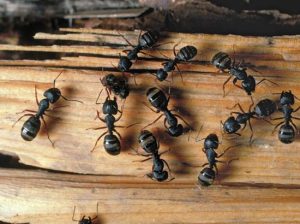 Carpenter Ant Exterminators Near Me