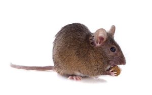 Rodent Removal Bloomington MN