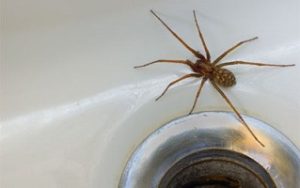 Spider Exterminator St Paul MN